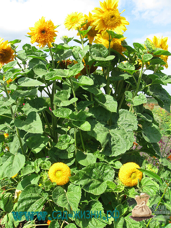 Подсолнечник декоративный в цветнике