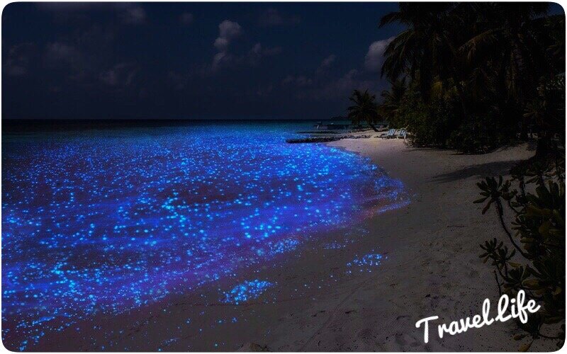 Светящийся пляж на Мальдивах выглядит сказочно. Фото взято из открытых источников. 