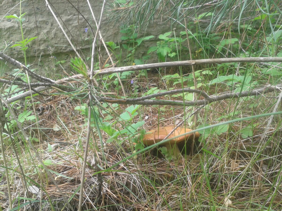 Первый маслёнок. Дождались!