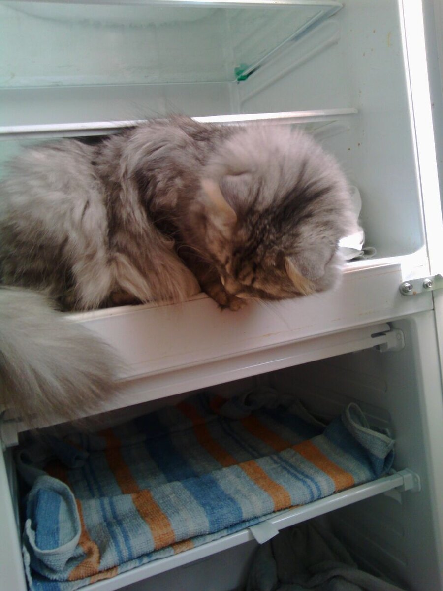 Моя еда в отдельной корзинке, надеюсь?