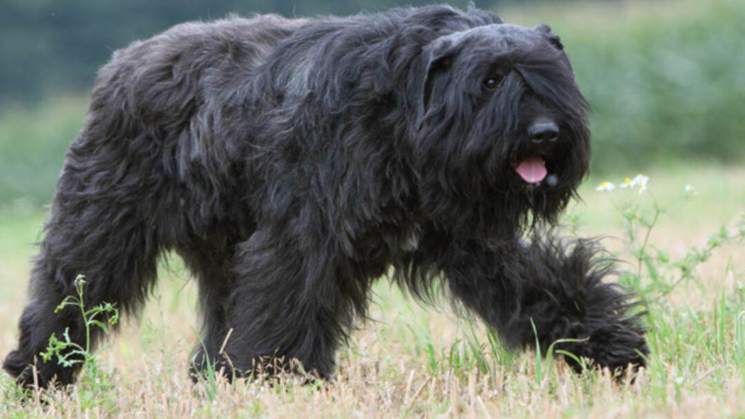 "Ты прости меня, мой сердешный друг! Выходи ко мне, я не испугаюсь больше твоего вида страшного!". (Не было ли у создателей мультика "Аленький цветочек" дома фландрского бувье?)