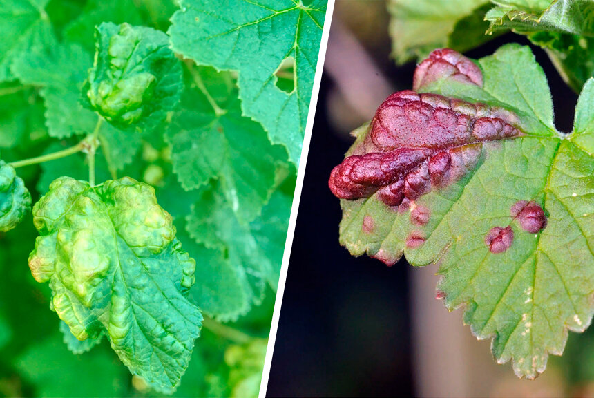 Слева - поврежденные листья крыжовниковой побеговой тлёй, справа - галловой листовой (красносмородиновой)  тлёй