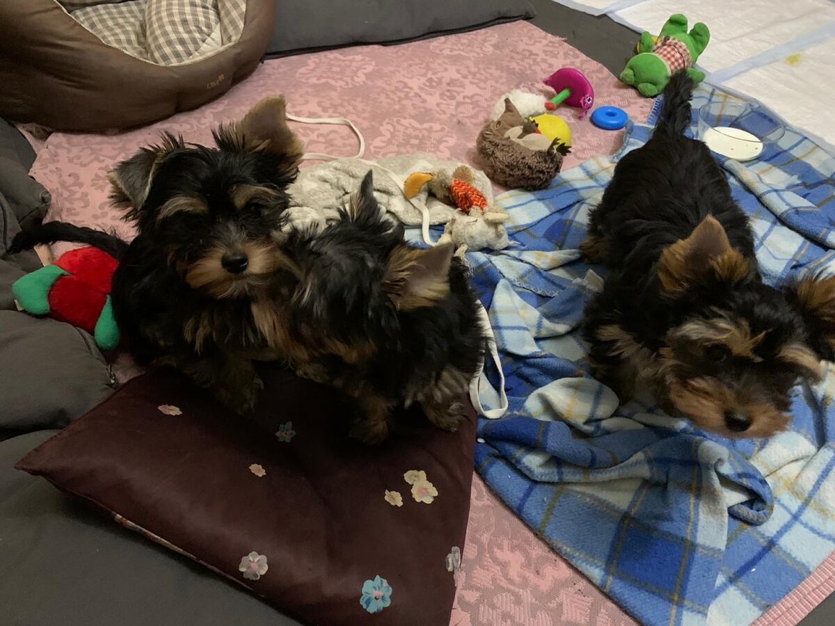 Малышня почти в три месяца. Живут на диване.