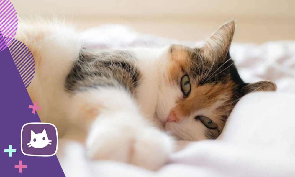Как кошки заражаются глистами?