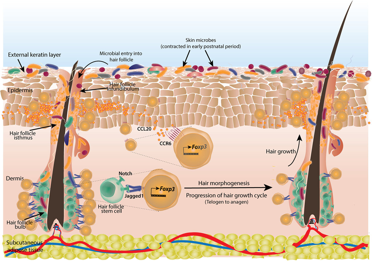 Волосяные фолликулы и их связь с иммунными клетками 