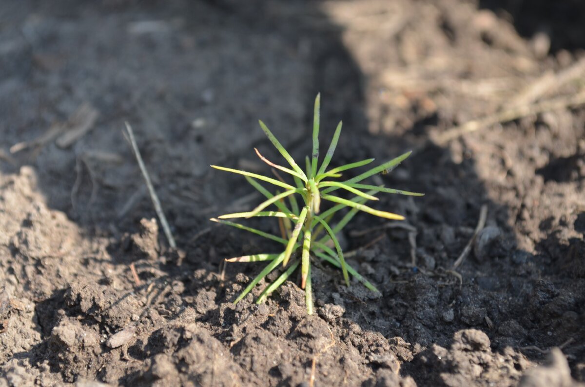 Особенно хочется вырастить хвойники. Фото автора