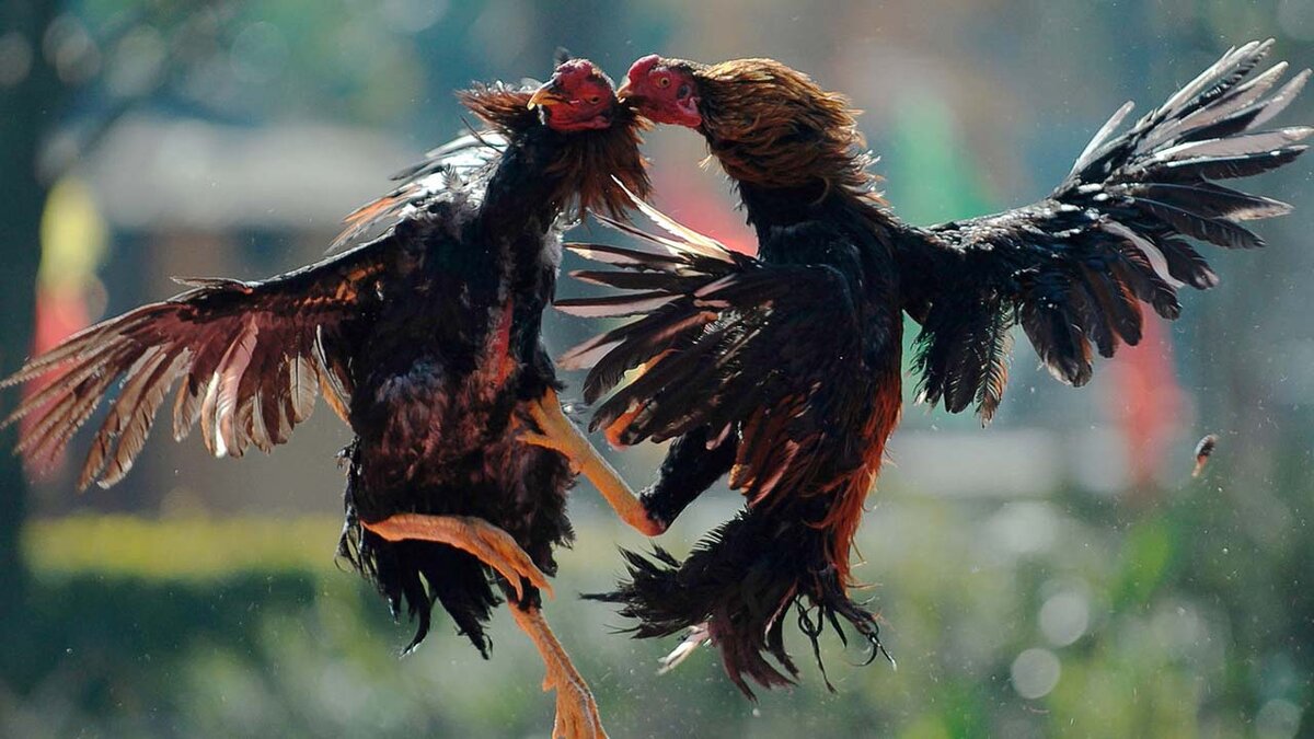 Петушиный бой