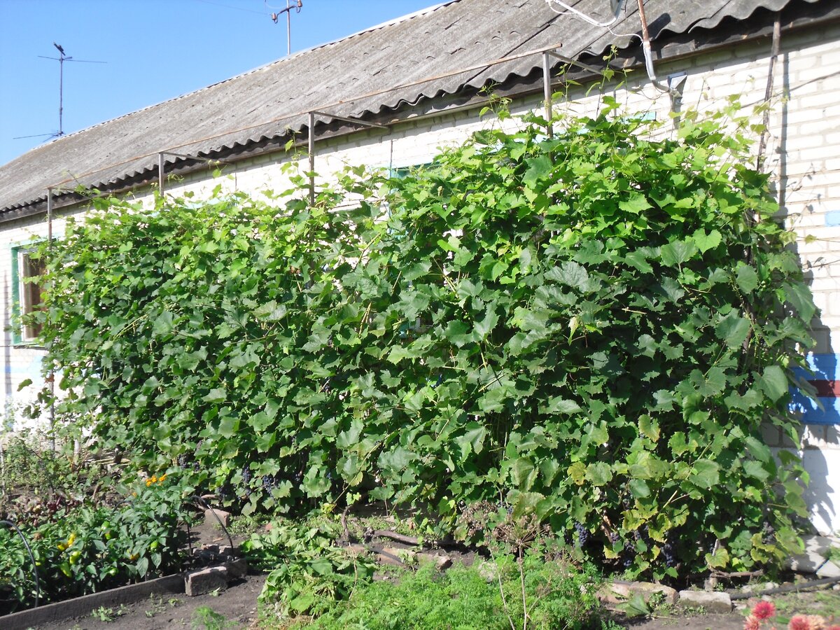 Научилась обрезать  виноград  и правильно  располагать на решетке. Он полностью закрывает окна.
