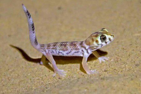 удивительный геккон