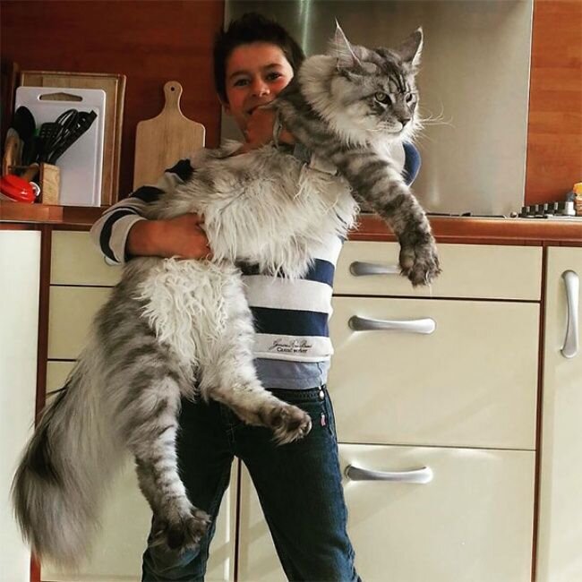 Порода Мейн-Кун. Самые огромные кошки! | Просто блог Ани | Дзен