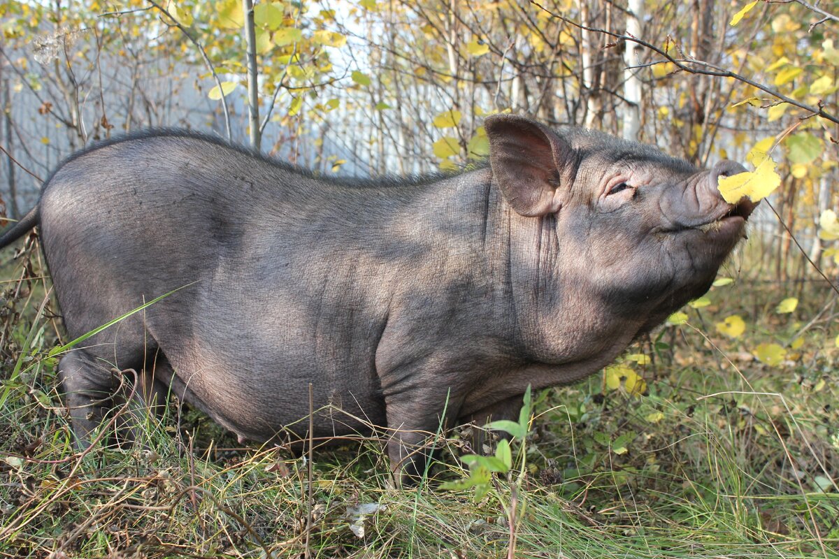 Источник яндекс картинки