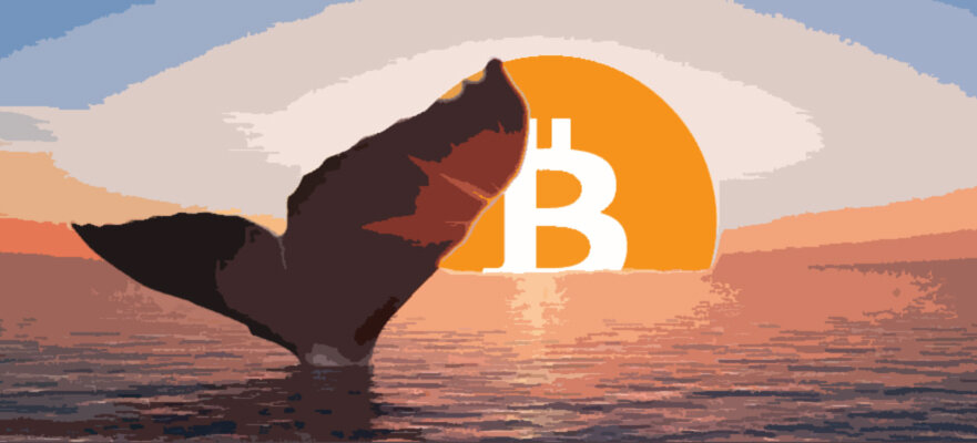 Crypto whale кто это. Крипто кит. Кит криптовалюта. Киты в криптовалюте. Крипто аватарки.