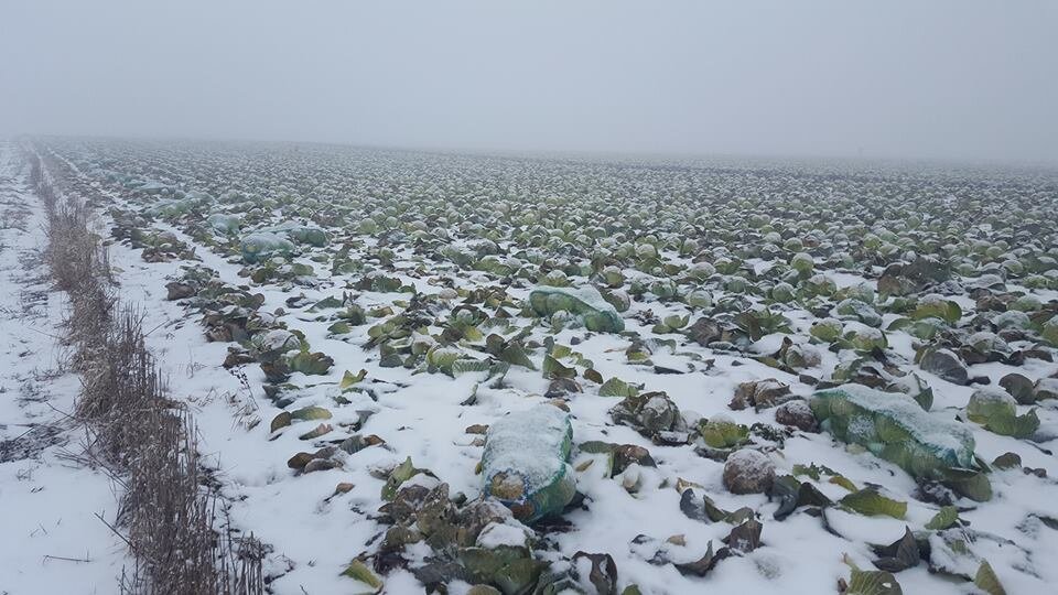 Капуста-поле-снег