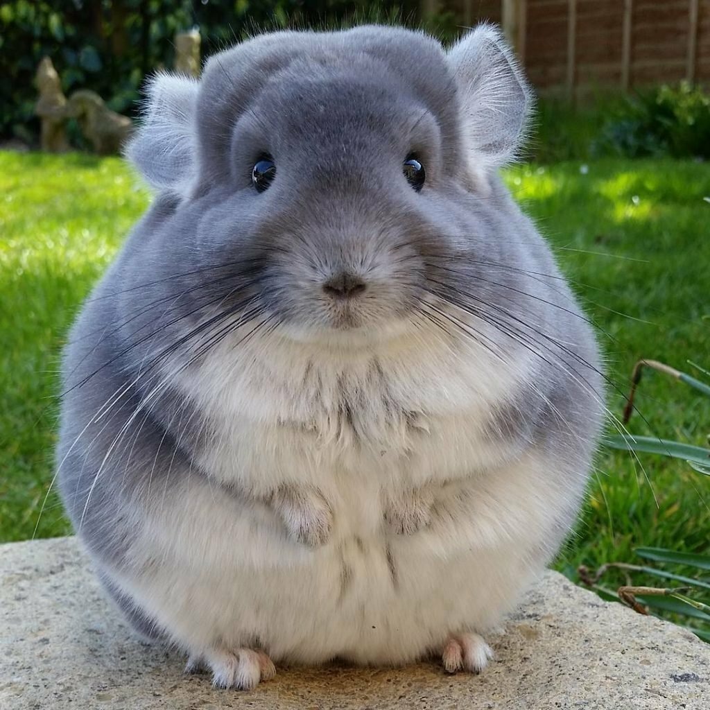 Будущий миллионер