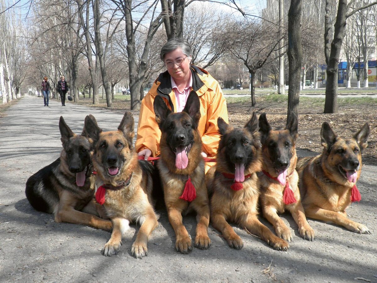 Собаки луганск. Сибирский хаски. Собаки которые продаются хаски. Немецкая овчарка 1. Собака луганской породы.