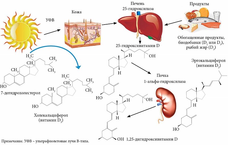 Фермент кожи. Схема образования активных форм витамина д3. Синтез витамина д реакции. Схема синтеза витамина д3. Схема биосинтеза витамина д.