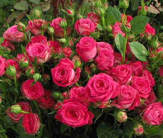 Роза Виктория спрей: особенности и характеристика сорта, правила посадки, выращивания и ухода, отзывы