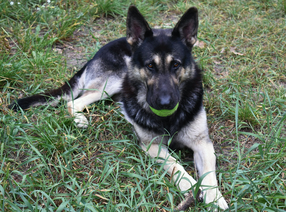 Вот такой красавец-пес живет у моей подруги.
