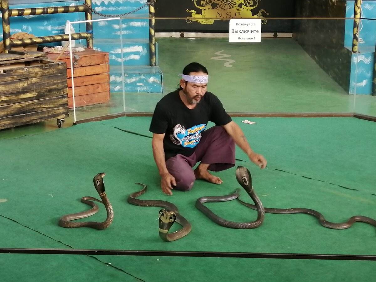 Шоу заклинателей змей