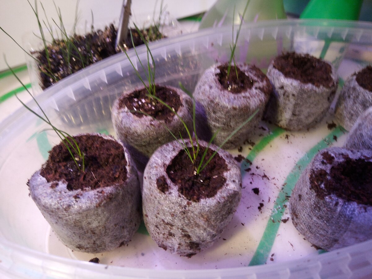 Начала пикировать овсяницу