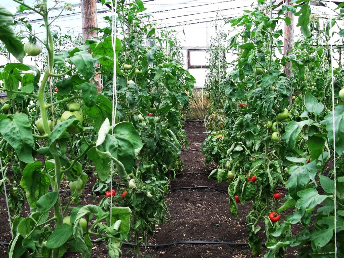 Парник в селе Старые Сосны