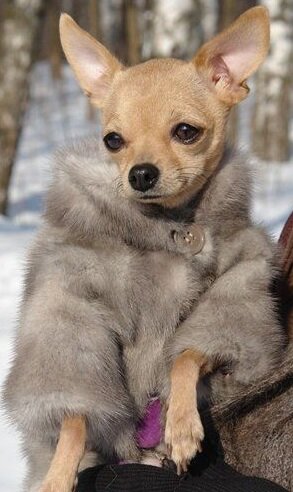 NIFI Skin and Fur Collection 