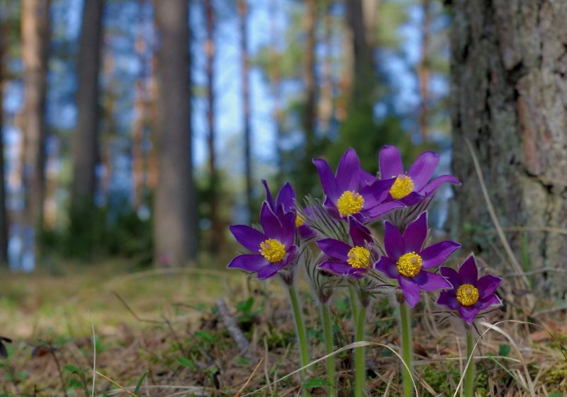 Иллюстрация liveinternet.ru