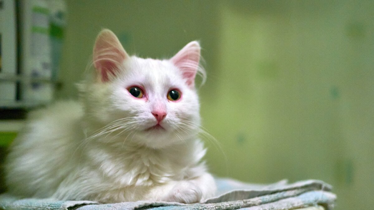 Прошу любить и жаловать, моя протеже Лемурия она же Лема яч! на данный момент это мой главный помощник по усмирению и контролю остальных хвостов в моей мини прайде) Лема отличается особенным складом характера и не заурядный умом! честно для столь юной особы она ну неприлично умная и воспитанная! даже подменяет маму в уходе за котятами которые еще даже глаза не открыли!  