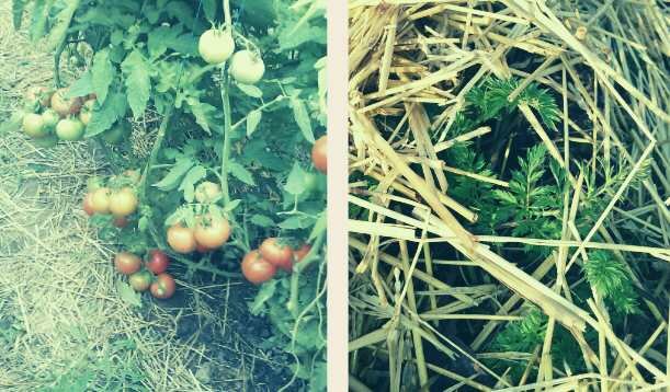 Томаты и морковь, укрытые соломой