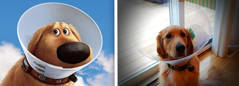 Даг из мультфильма "Вверх"