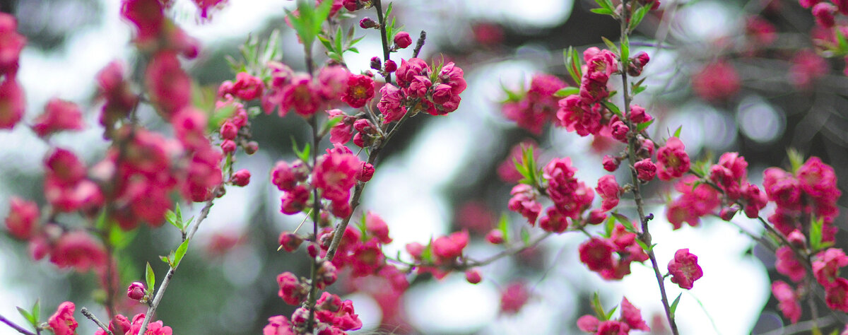 Кажется, это фотография из Киото, сделана в конце марта. (Не все помню:)