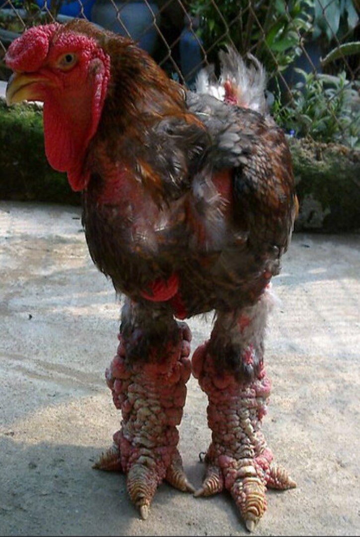 Источник - flickr.com