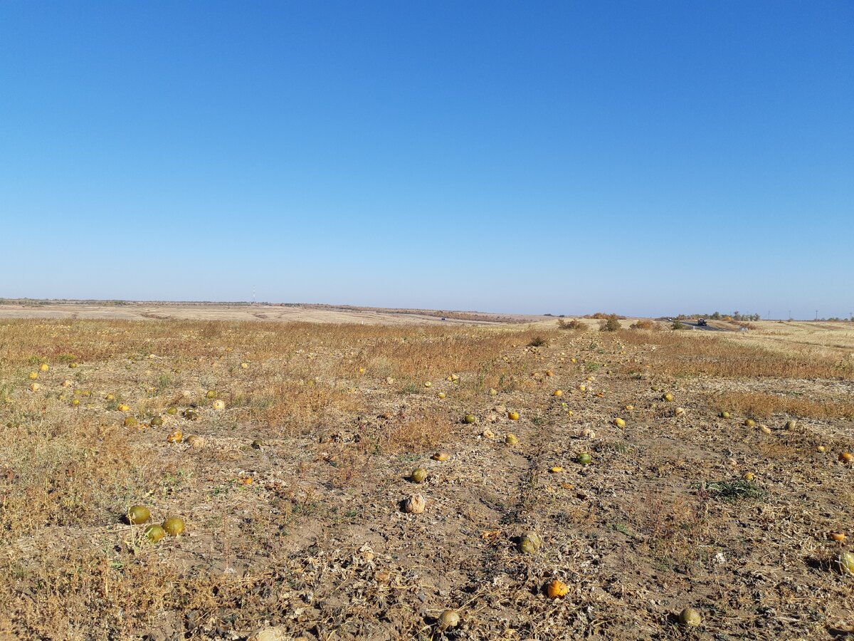 Волгоградская область, дынное поле
