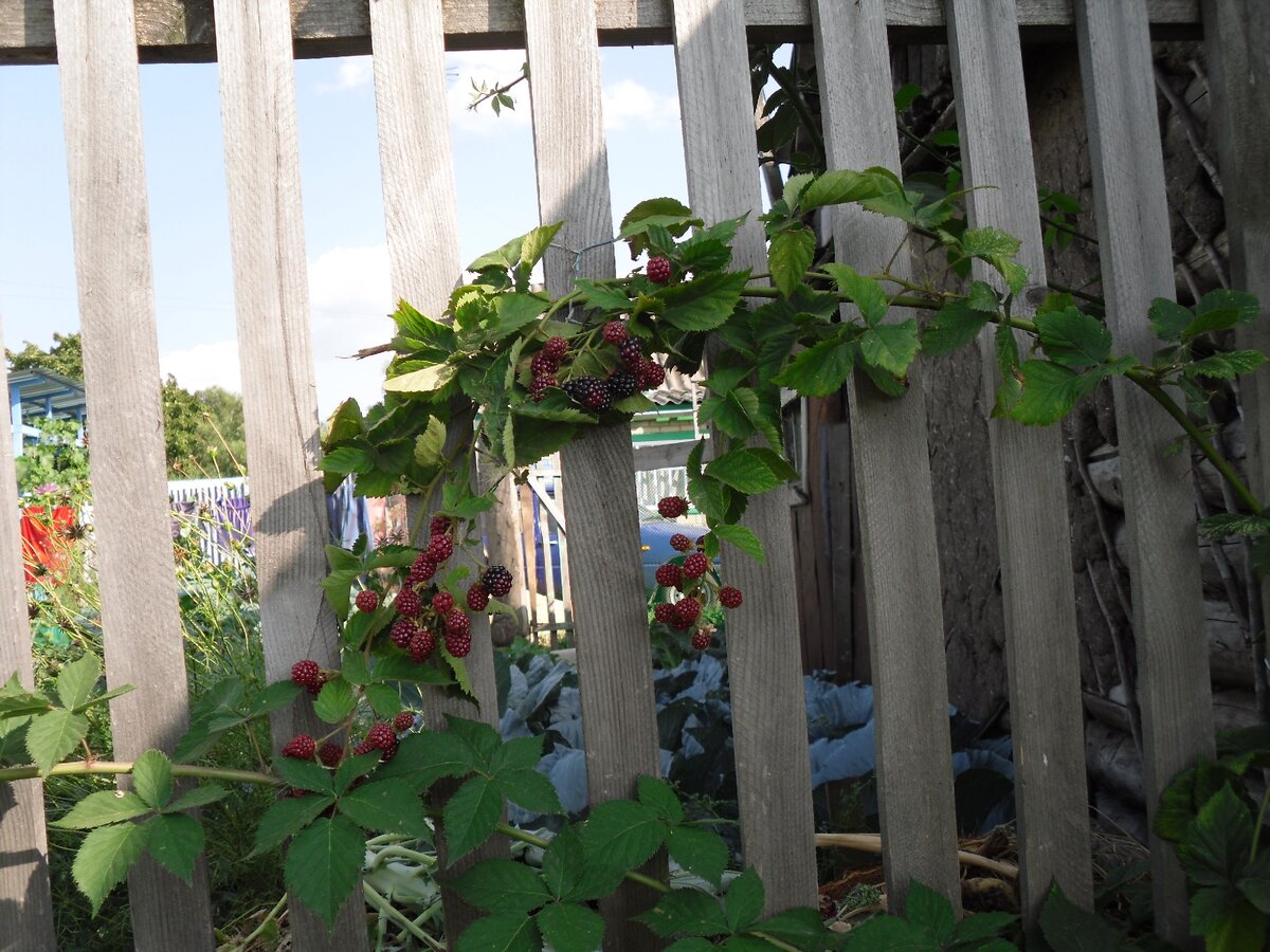 Один из побегов куста.