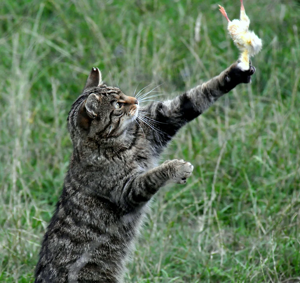 Инстинкт котов. Кошка охотится. Коты на охоте. Кошка охотится на птиц. Кот охотник.