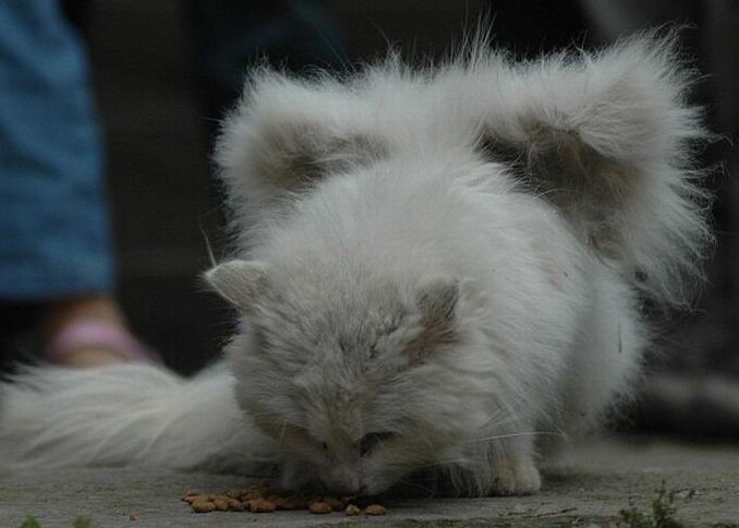 А так крылатые коты выглядят на самом деле