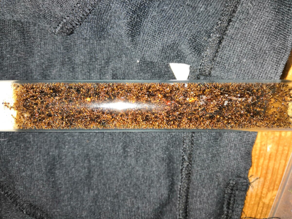 Да да, это они.