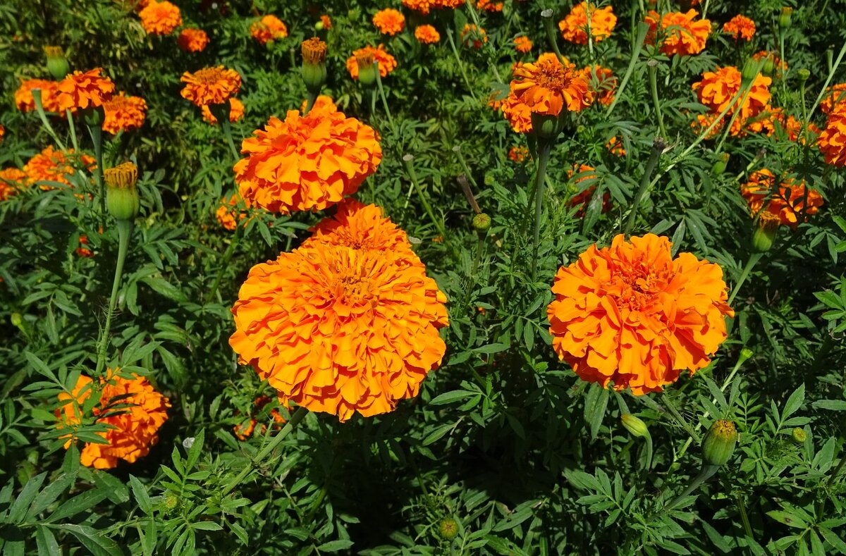 Календула, бархатцы Garden Marigold