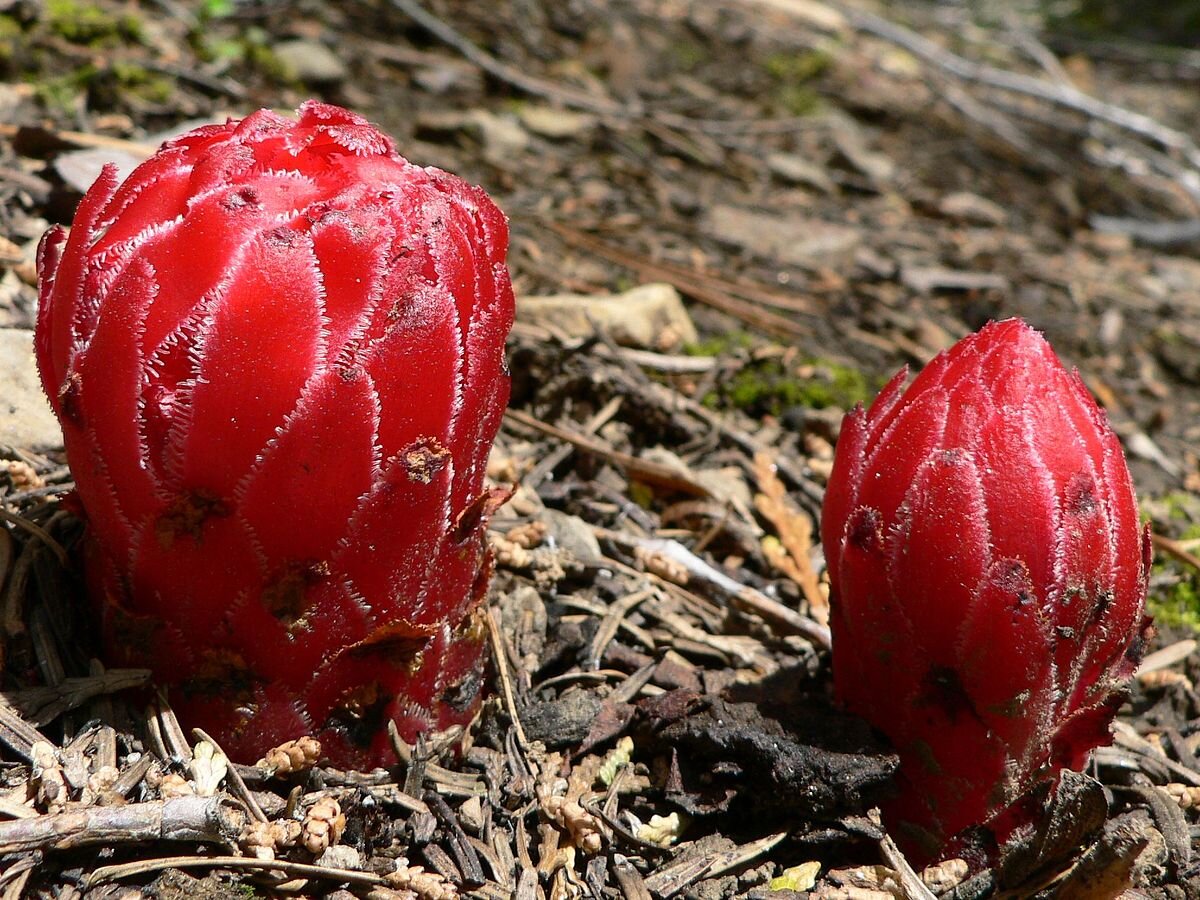 Hyobanche sanguinea