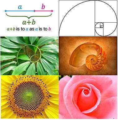 Золотое сечение