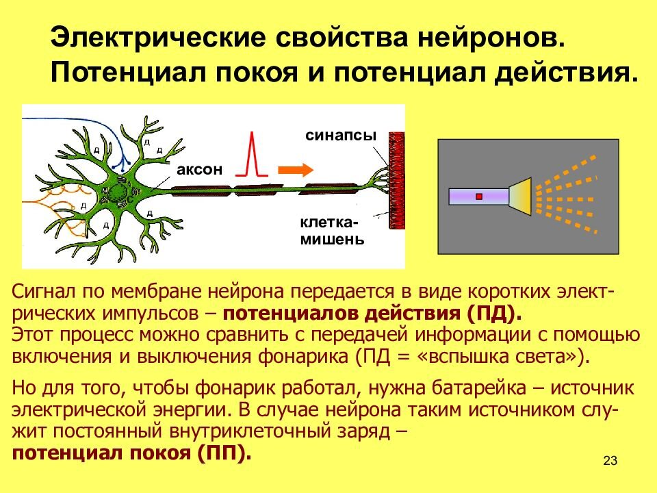 Картинка честно позаимствована из какой-то презентации в интернете.