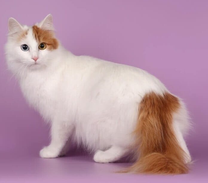 Рост и вес — 40 см, 9 кг.