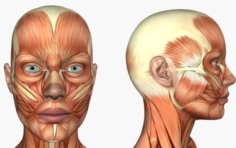 Схема мышц лица и шеи человека косметологические линии