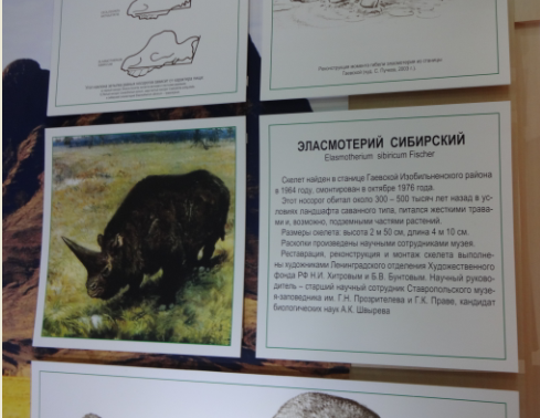 Фото 12 октября 2017 год. Эласмотерий Сибирский. "Зал природы" Ставропольский государственный музей-заповедник имени Г.Н.Прозрителева и Г.К.Праве
