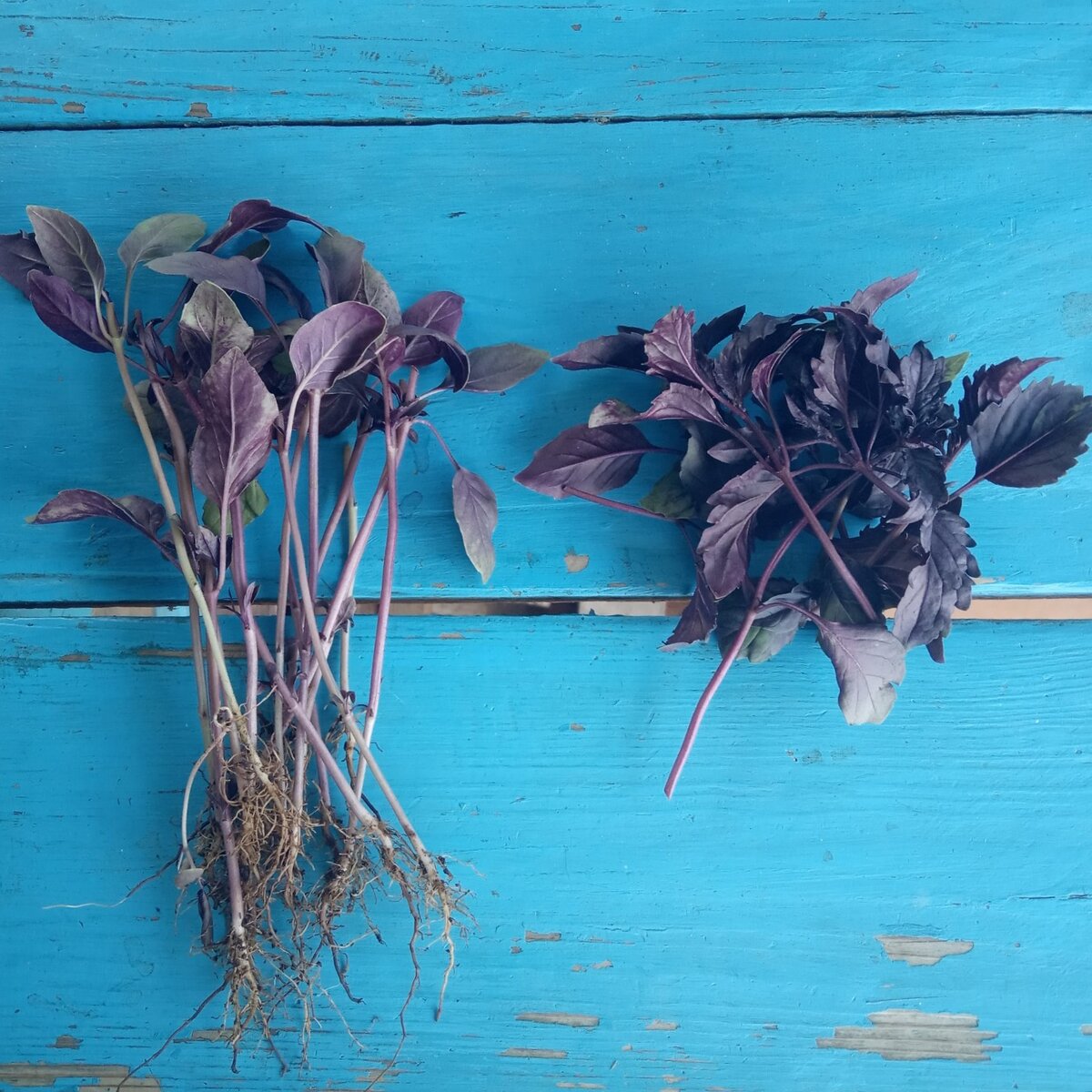 Вершки и корешки