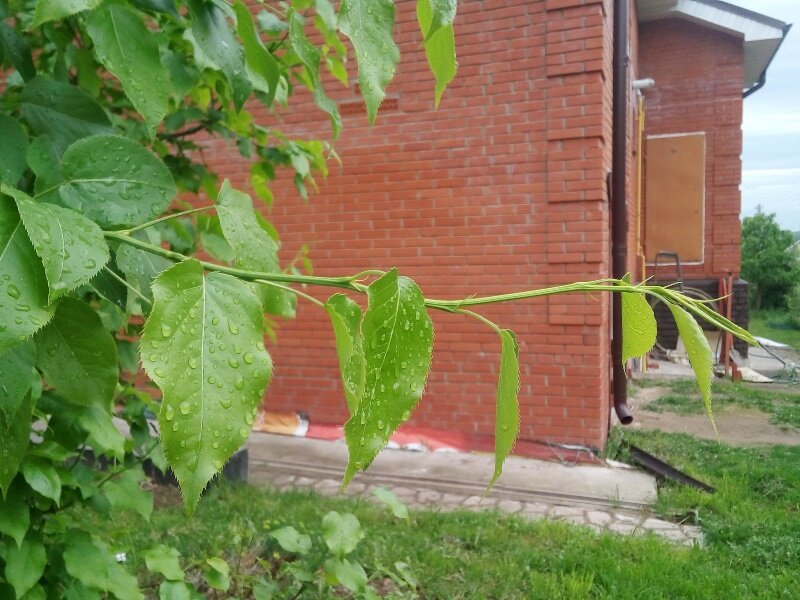 Если прирост ветки составил 10-15 см (6-8 почек), то у таких веток надо обязательно прищипнуть верхушки, чтобы ограничить их дальнейший рост