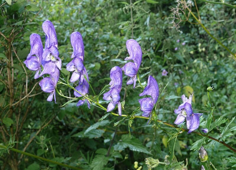 Борец пёстрый (Aconitum variegatum)