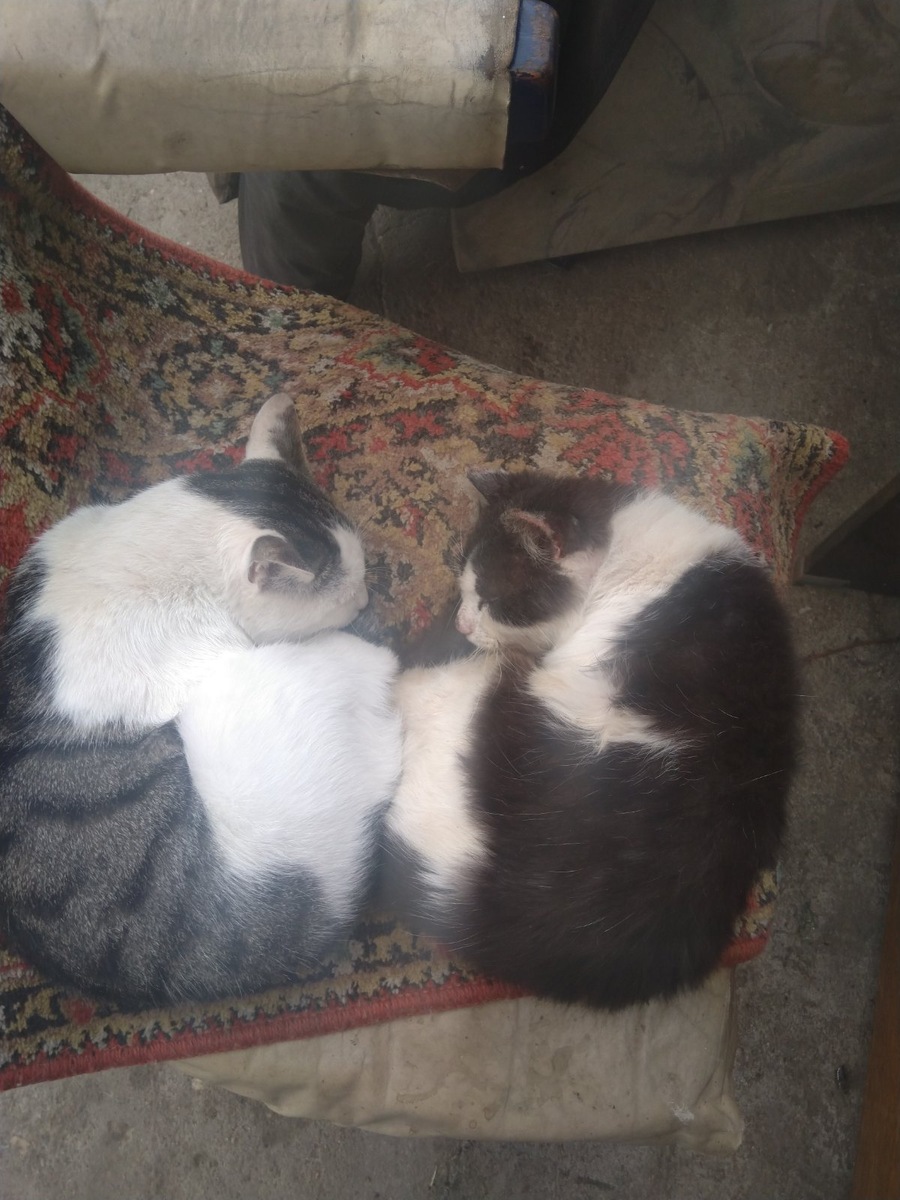 Старики-разбойники