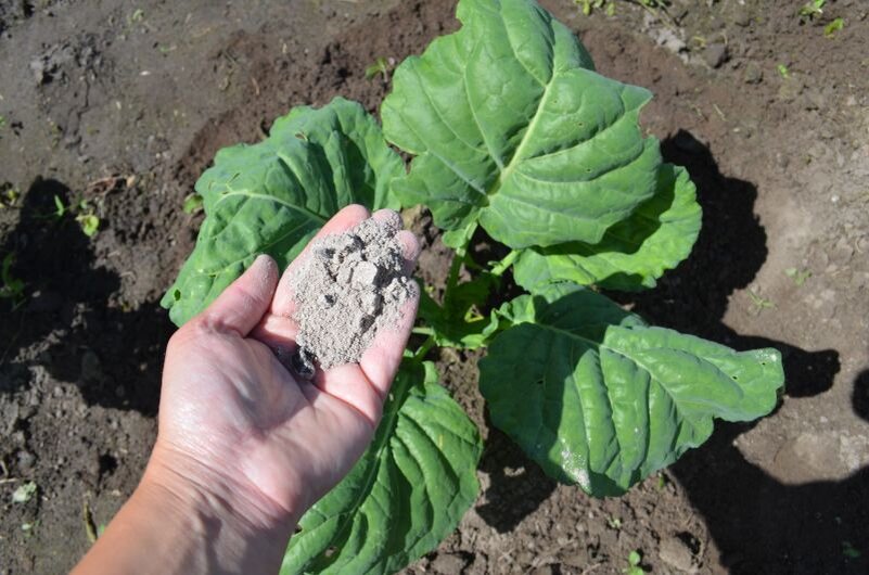 Подкормка капусты золой.