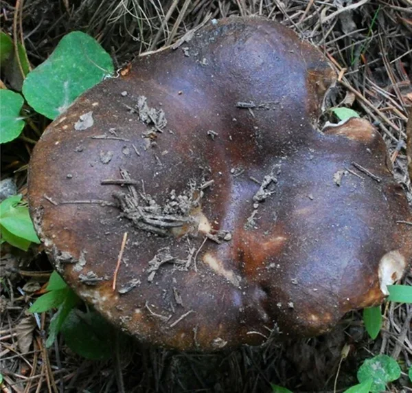 Фото с моего канала Грибник со стажем 16.RU